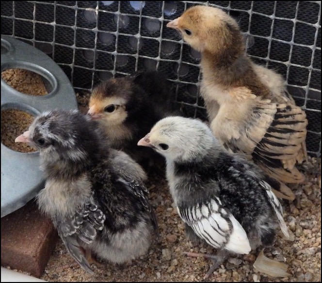4 baby chicks together near feeder